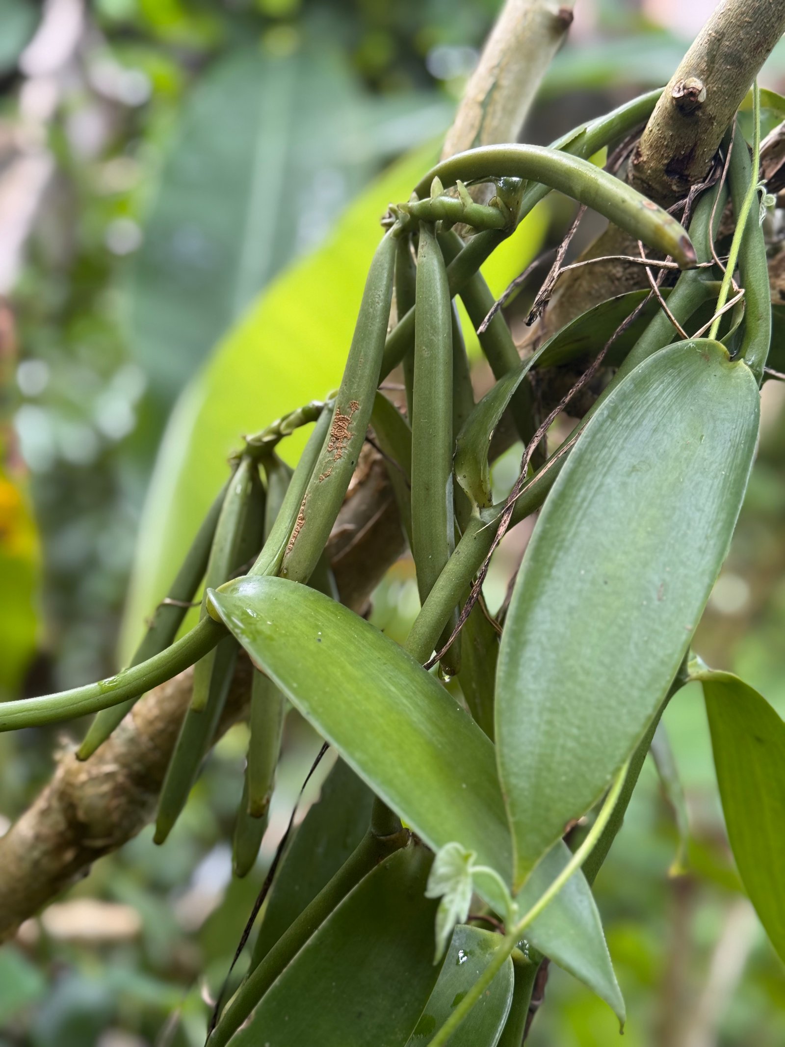 Pourquoi choisir la vanille de Madagascar ?