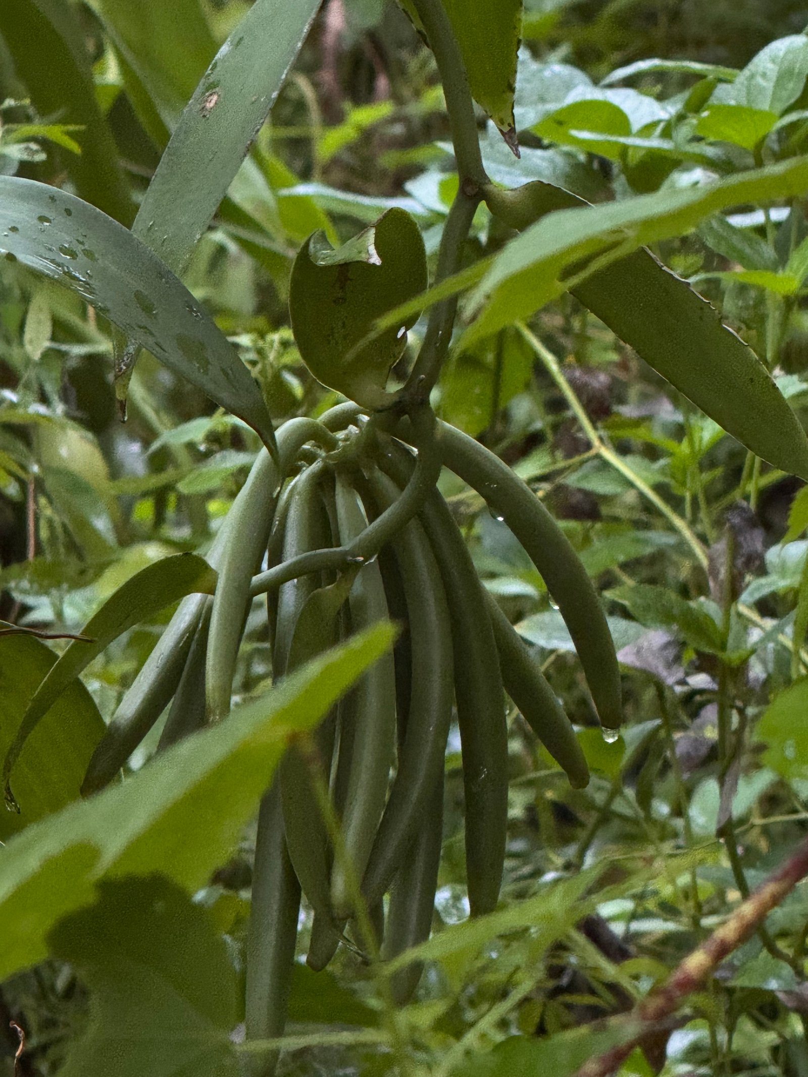 Pourquoi choisir la vanille de Madagascar ?